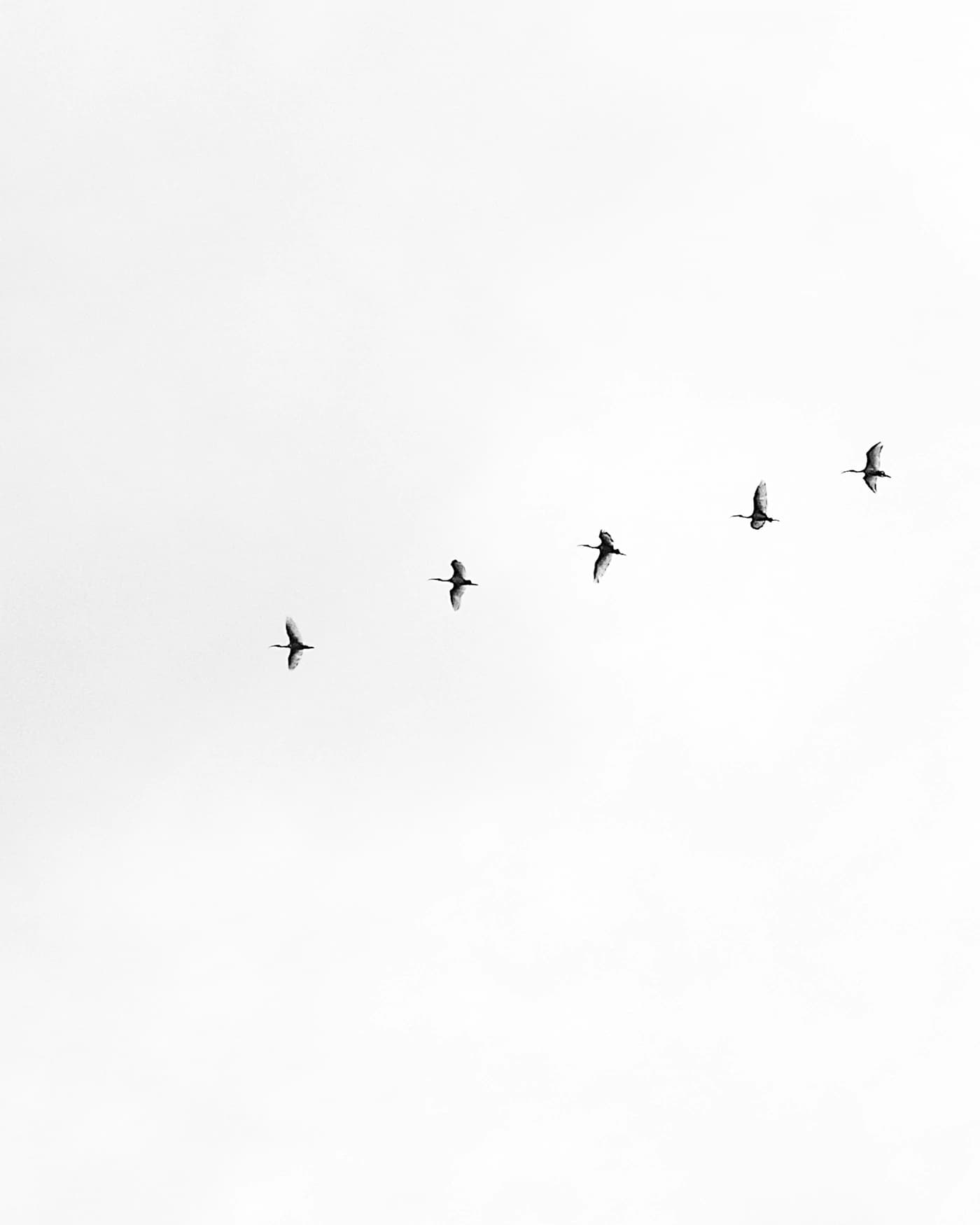 Five birds strung out across an empty pale sky, climbing away from the frame.