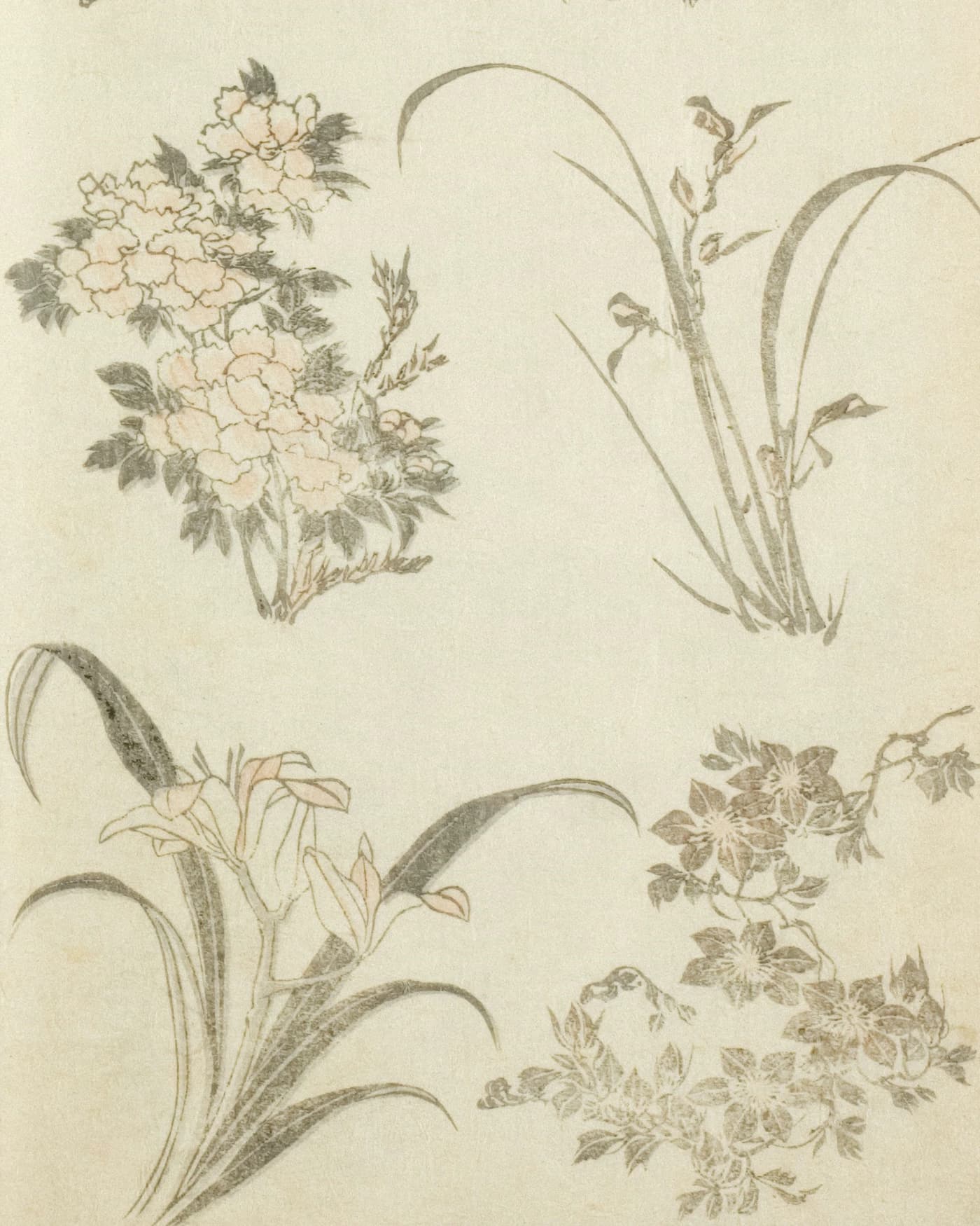 Ink-and-wash botanical painting — orchid and peony drawn in fine line on aged cream paper.